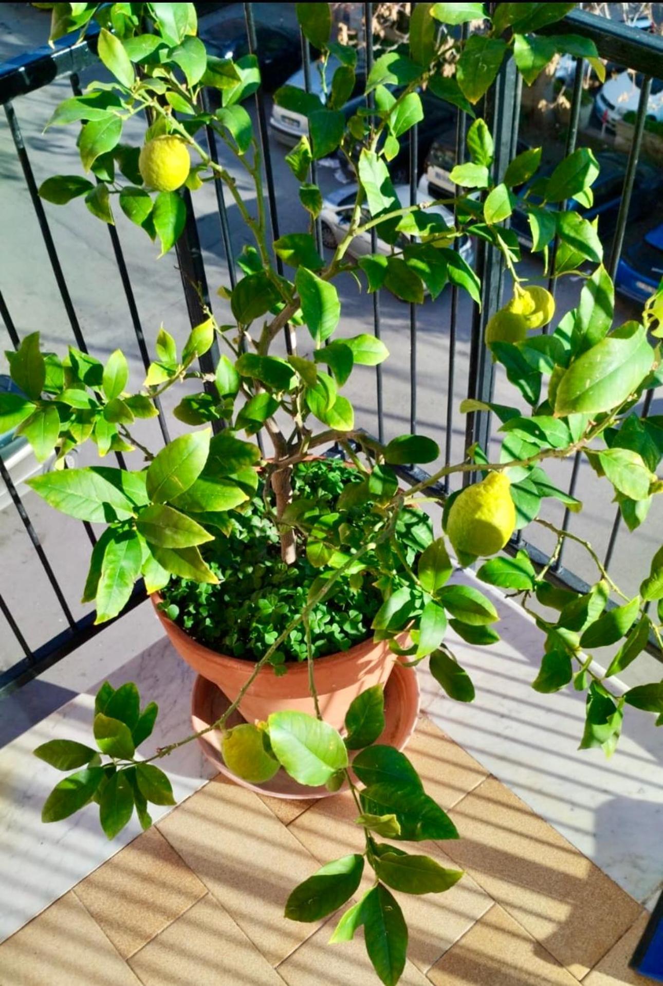 Appartamento Casa Kirribilli *